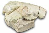 Bargain, Fossil Oreodont (Merycoidodon) Skull - South Dakota #243590-2